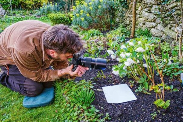 Mark Bolton: Ich träume von einem Cottage-Garten – verliebt in Rittersporn, Phlox und Fingerhut. (c) Callwey Verlag Mark Bolton fotografiert Christrosen