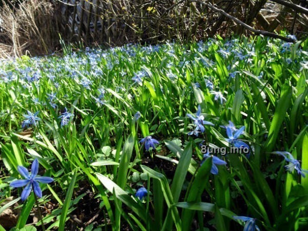aufgeblühte Blausternchen unter dem Apfelbaum
