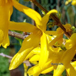 Forsythie gelbe Blüte