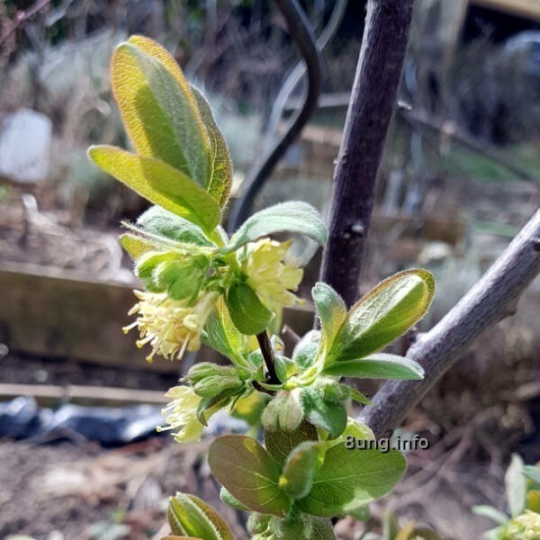 zartgelbe Blüten der Honogbeere