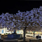blühende Kirschbäume bei nacht