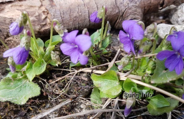 violetter Veilchen gehören zu den wohlriechenden Frühlingsboten