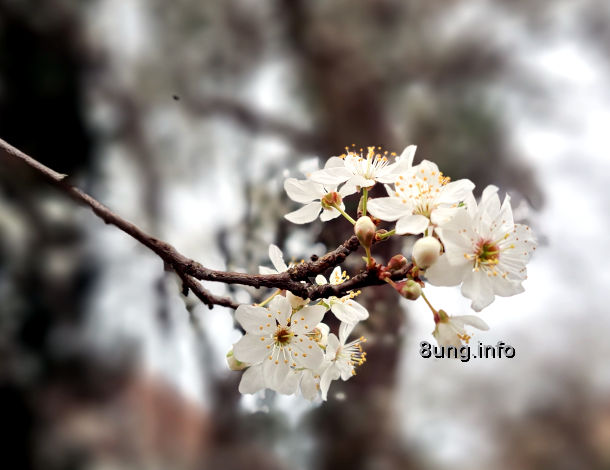 Meteorologischer Frühlingsanfang - Blüte der Wildpflaume