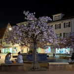 Blühende Kirschbäume bei Nacht auf dem Marktplatz