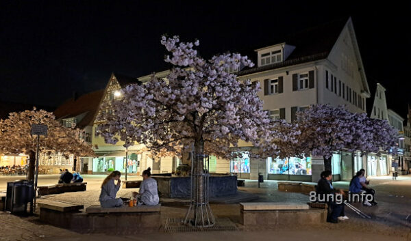 Heiße Tage Anfang April 2024 – folgt jetzt die Schlehenkälte? Blühende Kirschbäume bei Nacht auf dem Marktplatz
