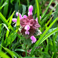 ☼ Osterwetter 2024 – Blumenbilder vom Osterspaziergang
