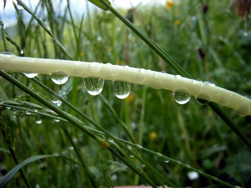 Wassertropfen an einem Stängel