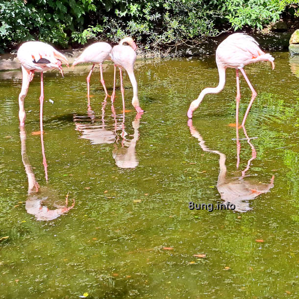 4 Flamingos auf Tauchstation