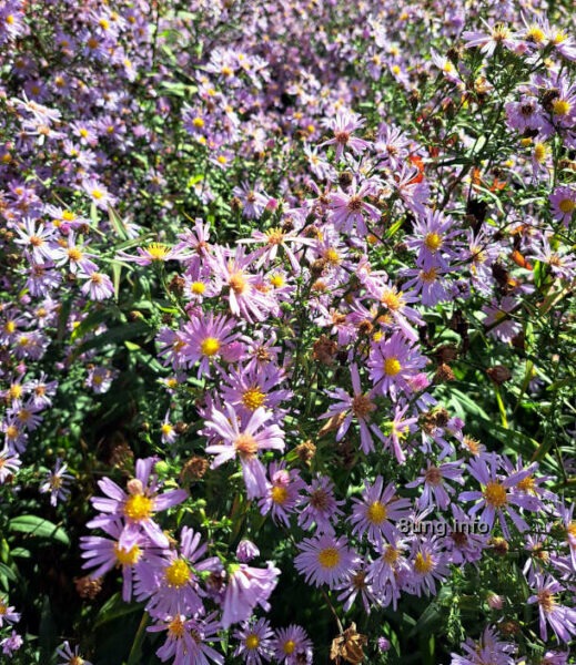 Lila Feinstrahlastern in voller Blüte