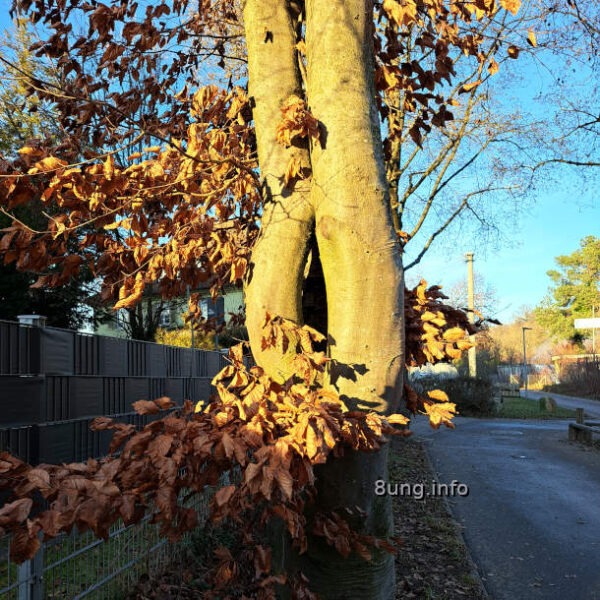 geteilter Buchenstamm im Sonnenschein