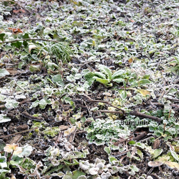 Blumenwiese im Winter bei Raureif