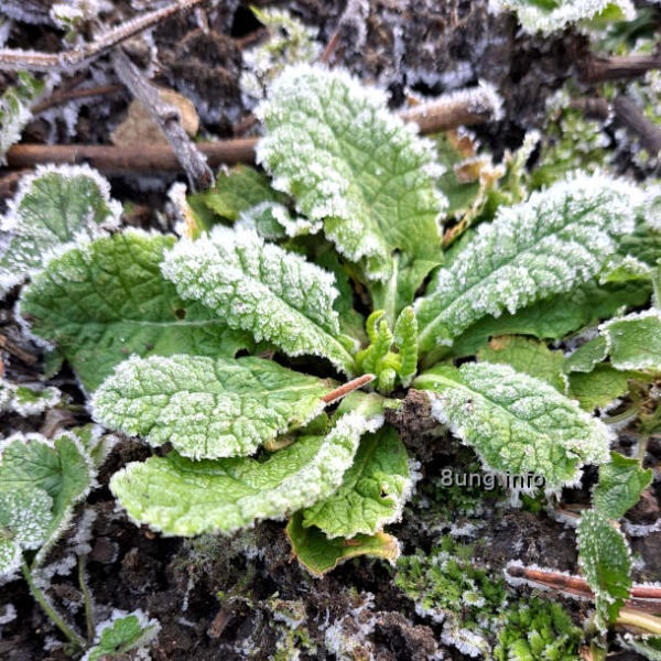 Raureif auf einer Blattrosette