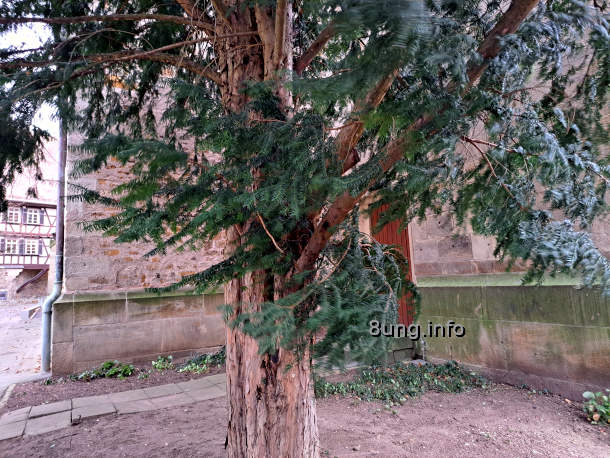 Eibenbaum bei einer Windböe
