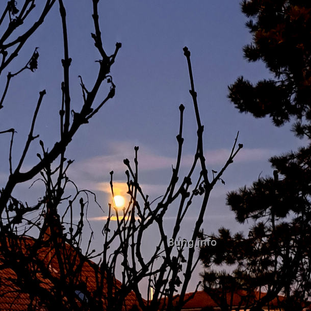 Vollmond im Januar hinter kahlen Fliederzweigen