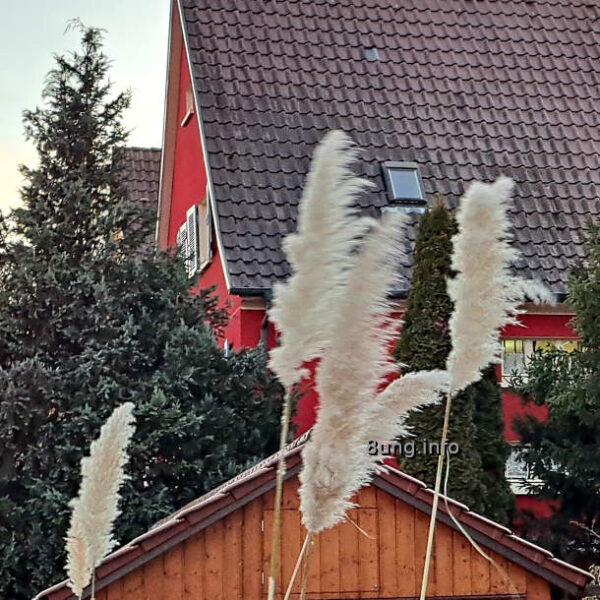 Pampasgras-Wedel im Wind