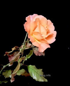 apricotfarbene Rose vor dunklem Hintergrund