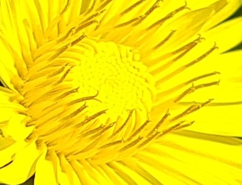 Welche Farbe hat eine Löwenzahnblüte?