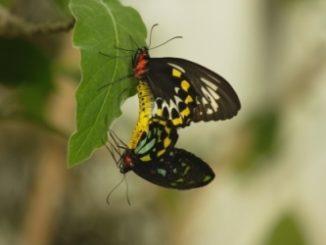 Paarende Schmetterlinge. Bild aus dem Naturfilm: Sex, Lies and Butterflies – Wunderwesen Schmetterling