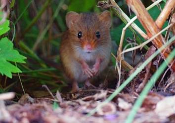 Naturfilm: Wildes Elsass
