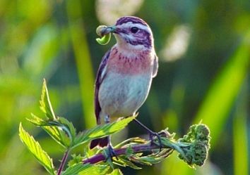 Naturfilm: Lungau - Wildniss im Herzen der Tauern