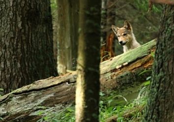 Naturfilm: Tatra Mountains – Wild at Heart 