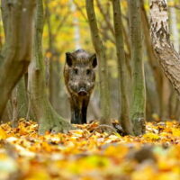 ❢ Demnächst auf 8ung.info: NaturVision Filmfestival