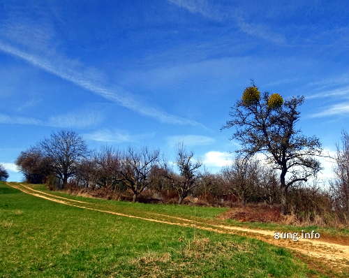 Landschaft, Baum mit Mispel, blauer Himmel