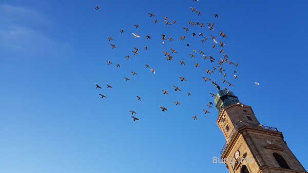 ☼ Wetterprognose 2019: Vorhersage mittels der 12 Rauhnächte | Kulturmagazin 8ung.info Taubenschar am blauen Himmel