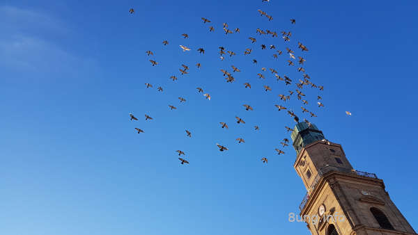 Taubenschar am blauen Himmel