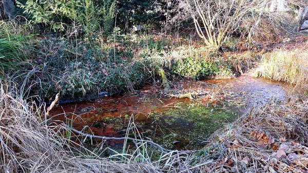 zugefrorener Teich mit Raureif am Ufer