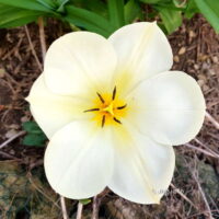 ✿ Garten: Tulpe öffnet sich bei Sonnenschein