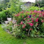 Rosen in der Blumenrabatte