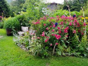 Rosen in der Blumenrabatte