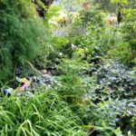 Schattengarten mit verschiedenfarbenen grünen Blattstauden