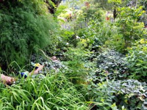 Schattengarten mit verschiedenfarbenen grünen Blattstauden