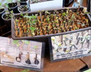 wie Stecklinge im Blumenkasten selbst ziehen?
