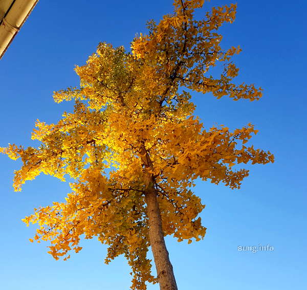 goldener Oktober? Gingkobaum mit gelben Blättern vor blauem Himmel