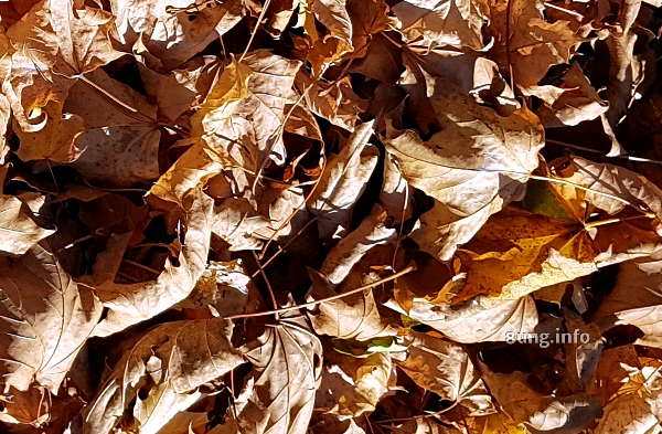 Braunes Herbstlaub, trockene Blätter