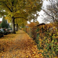 ☼ Wetter im November – goldener Oktober