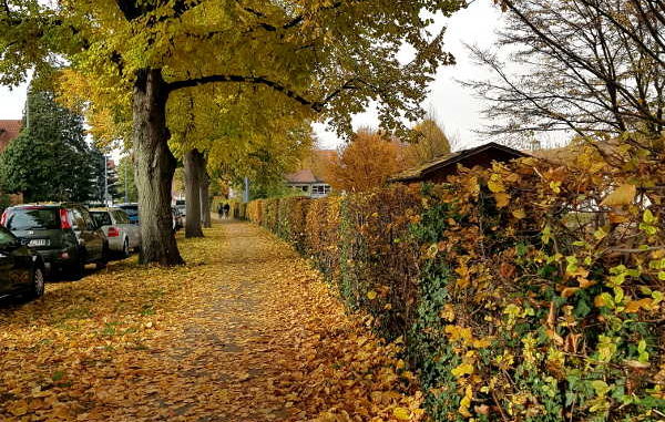 gelbes Herbstlaub