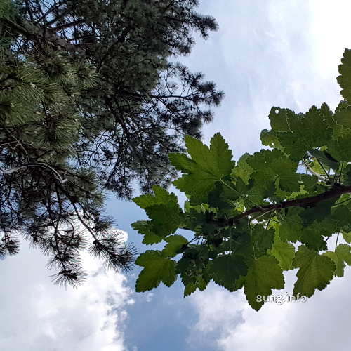 Himmel durch die Bäume gesehen