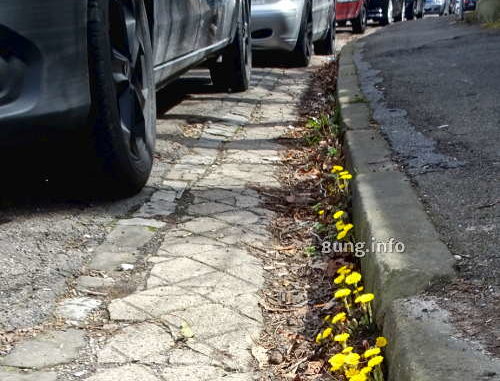 huflattichblüten am Straßenrand