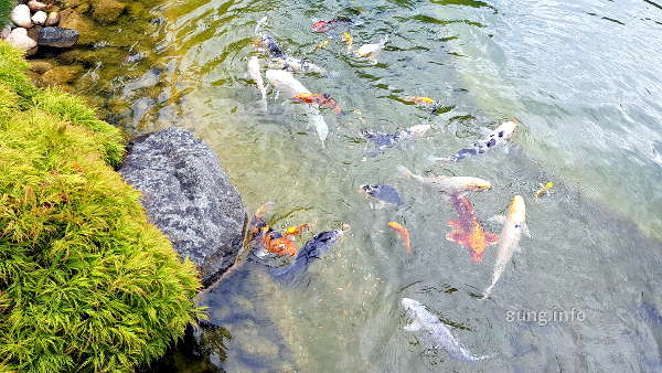 kois im Japangarten in Bad Langensalza