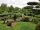 Große Bonsais im Japangarten von Bad Langensalza