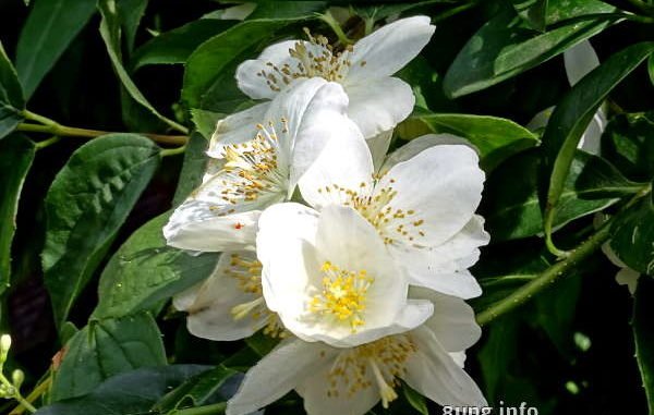 weisse Jasminblüten
