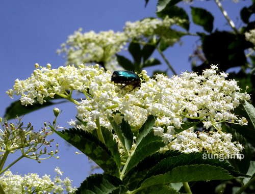 Grüner Käfer auf einer weissen Holunderblüte