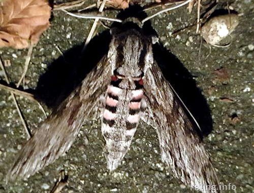 Schmetterling Ligusterschwärmer, ein Nachtfalter