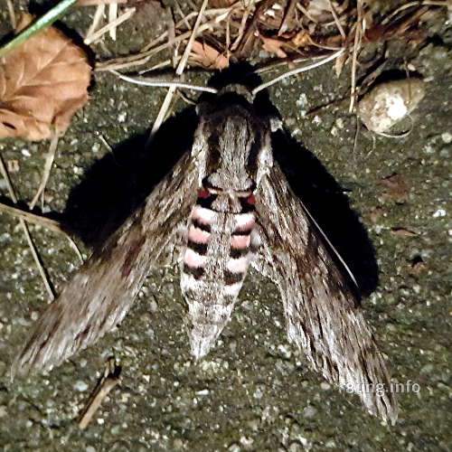 Schmetterling Ligusterschwärmer, ein Nachtfalter