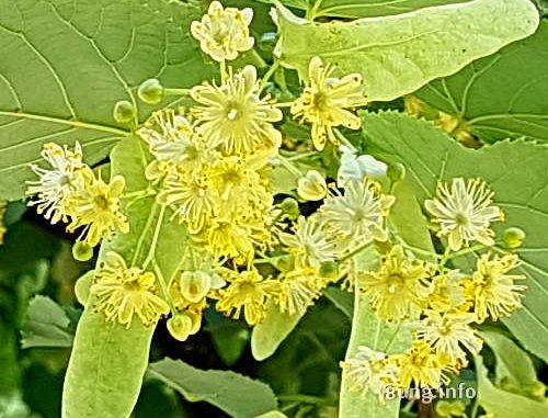 kleine Lindenblüten ganz groß