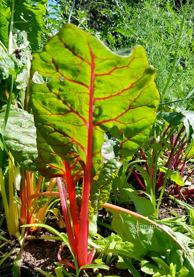 Mangold mit roten Stielen im Garten